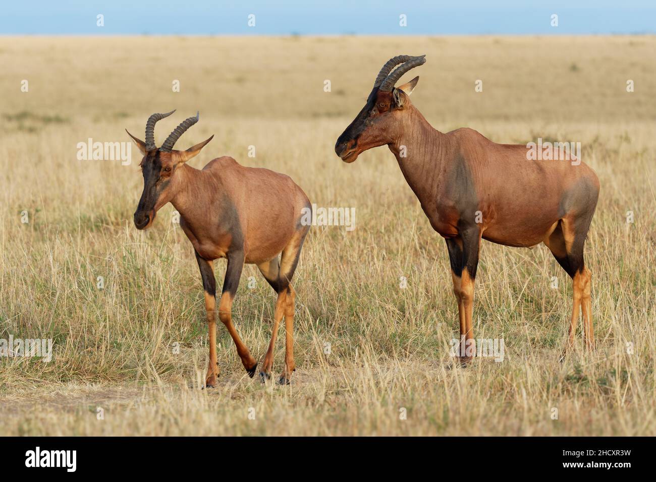 Coastal Topi - Damaliscus lunatus, antilope hautement sociale, sous-espèce de tsessebe commun, se trouvent au Kenya, autrefois trouvé en Somalie, à partir de brousse rougeâtre Banque D'Images