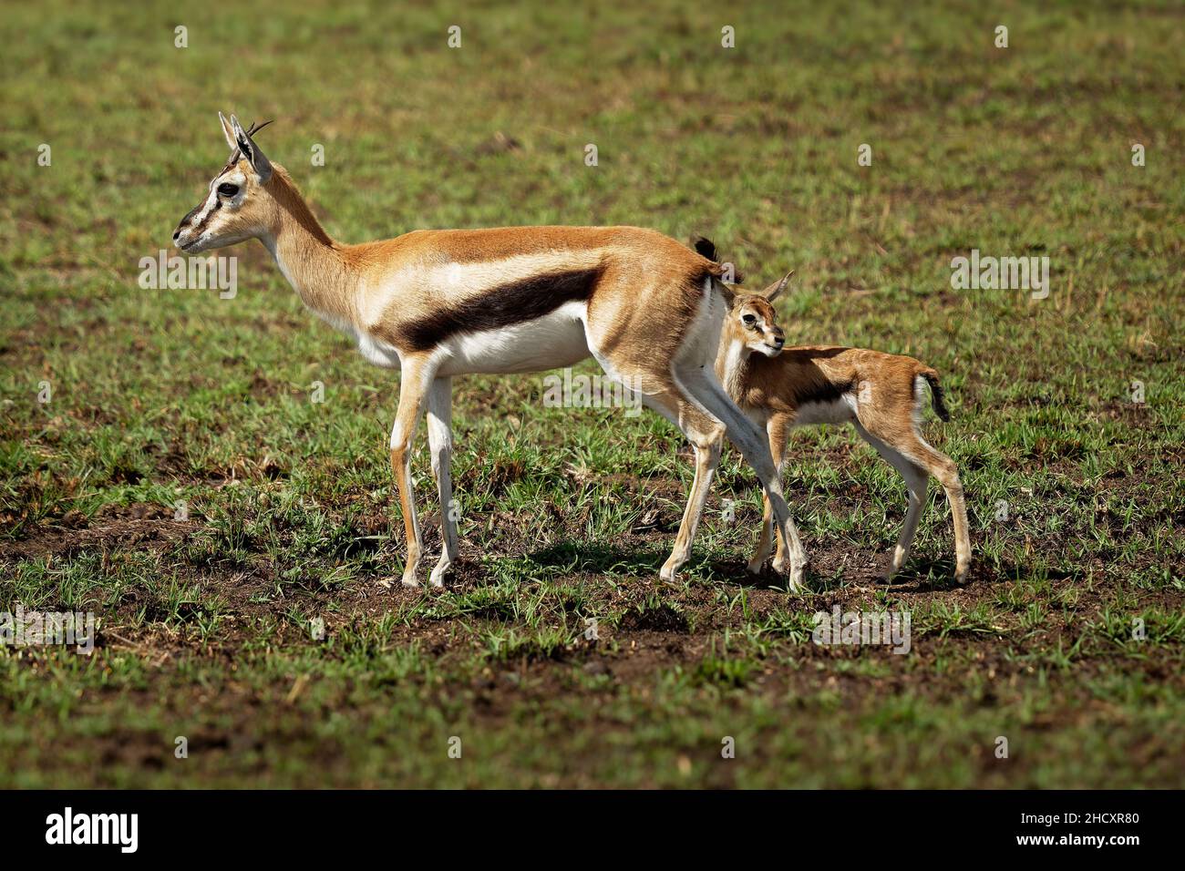Thomson Gazelle - Eudorcas thomsonii appelé Tommie couché en herbe, réserve  Masai Mara Kenya, jolie tête de gazelle avec de grands yeux, cornes  spiralées an Photo Stock - Alamy