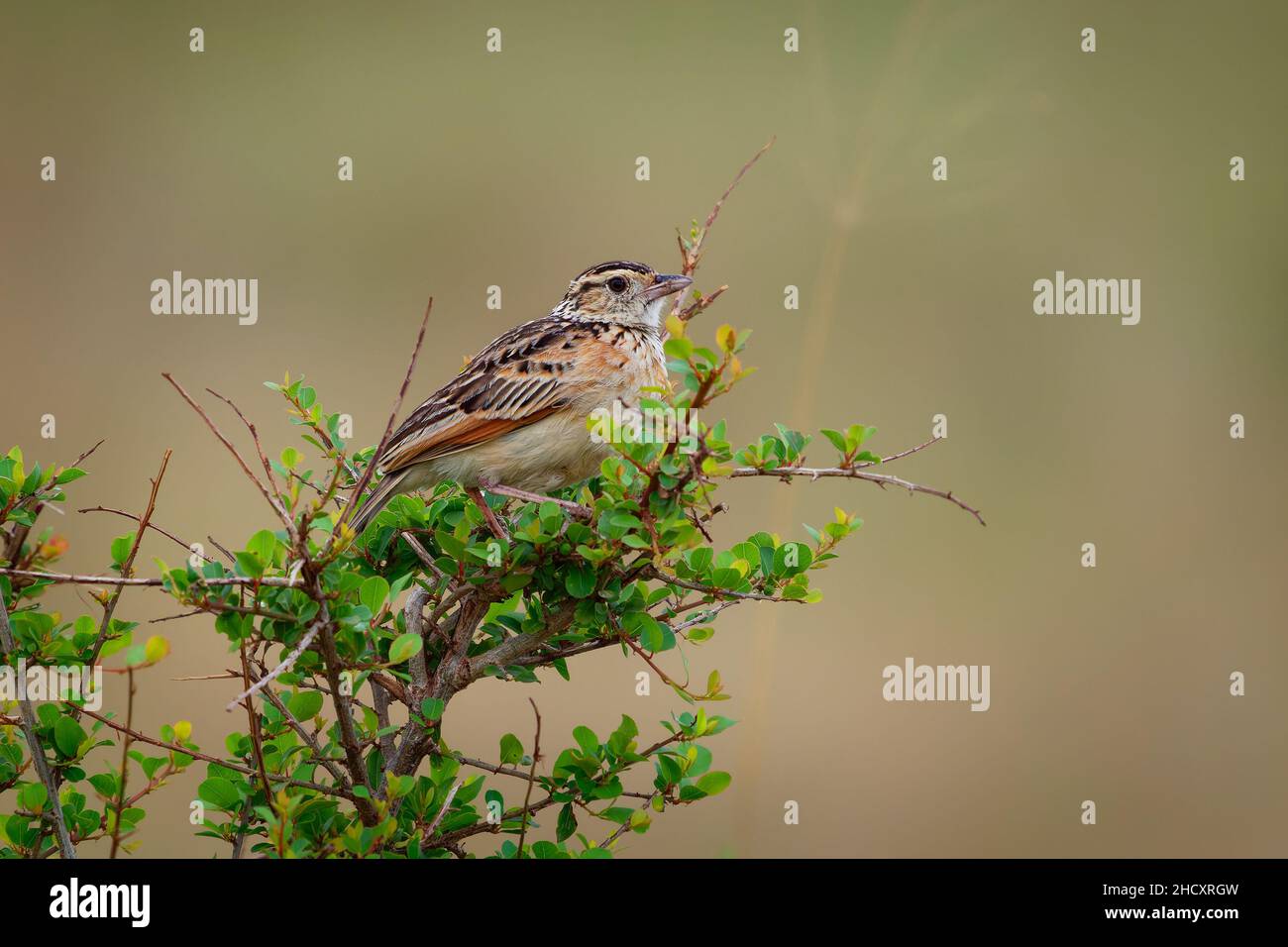 Lark à rapaces - Mirafra africana ou larche de brousse, oiseau de prairies légèrement boisées, savanes ouvertes et terres agricoles des Afrotropiques, oiseau brun Banque D'Images