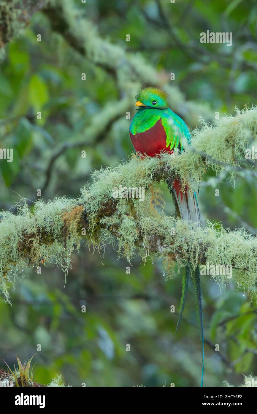 Quetzal resplendent (Pharomachrus mocinno), homme Banque D'Images
