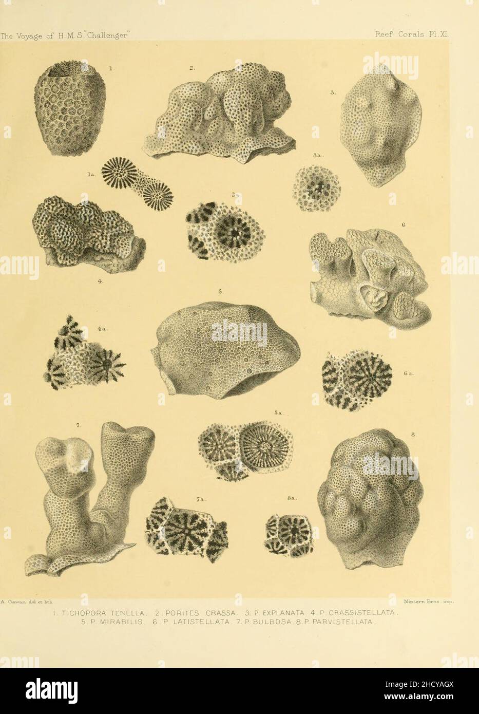 Rapport sur les résultats scientifiques du voyage de H.M.S.Challenger pendant les années 1873-76 sous le commandement du capitaine George S. Nares (PL.XI) Banque D'Images