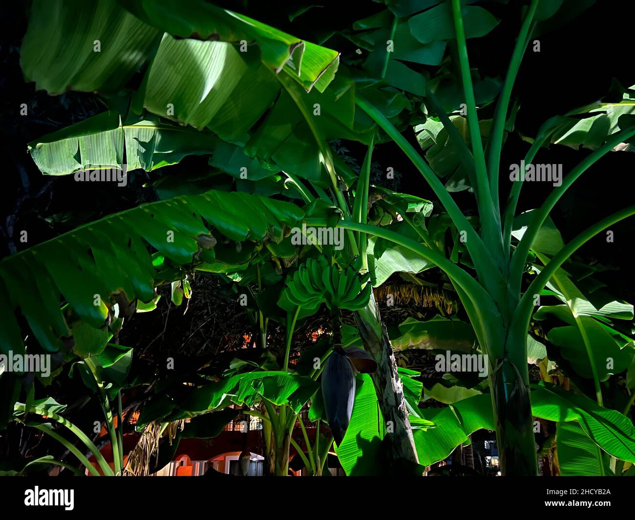 Arbre de fruits de bananes vertes avec un bouquet de bananes non mûres.Plantation de bananes au Mexique. Banque D'Images