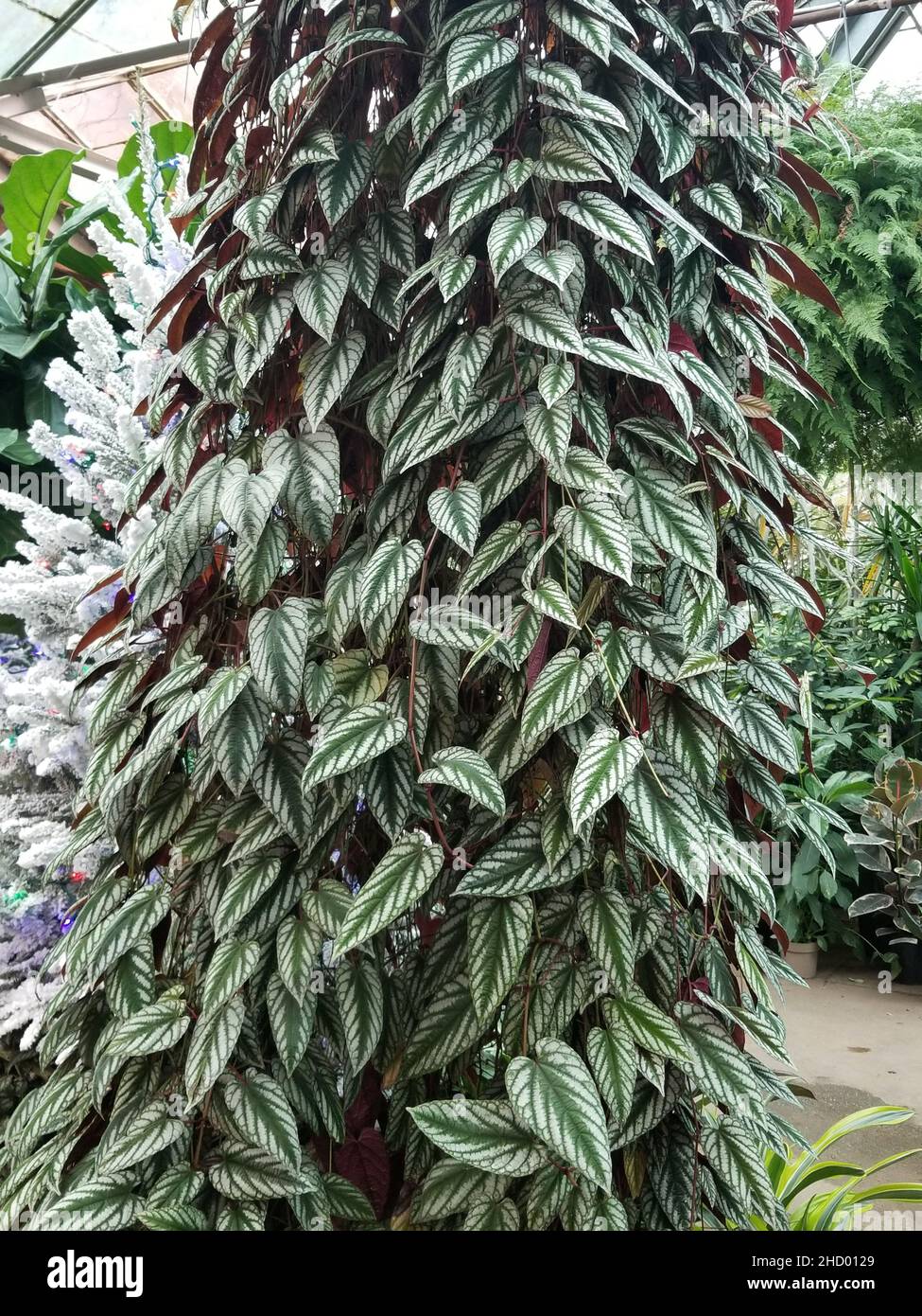 Belle plante tropicale d'escalade de Cissus discolor, également connu sous le nom de Cissus Javana Banque D'Images
