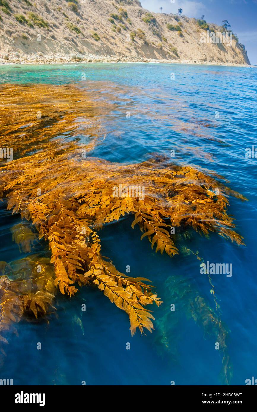 Une forêt de varech géant, Macrocystis pyrifera, flotte à la surface de l'île Catalina, Californie, États-Unis. Banque D'Images