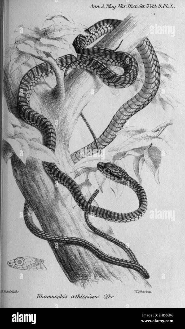 Rhamnophis aethiopissa. Banque D'Images