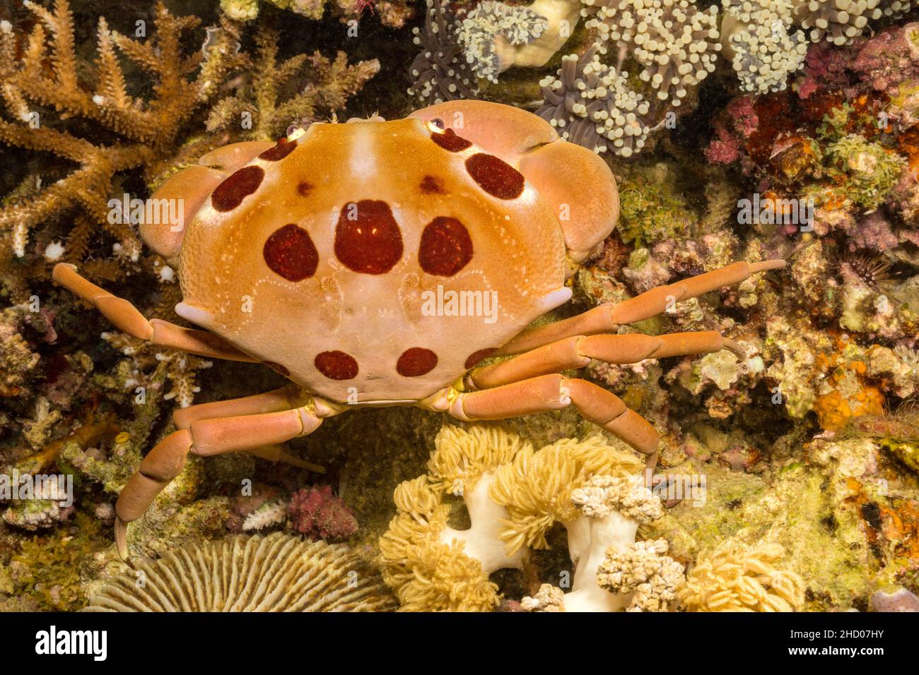 Le crabe de récif tacheté, Carpilius maculatus, est également connu sous le nom de crabe sept-onze ou crabe de corail à doigt foncé, Philippines. Banque D'Images