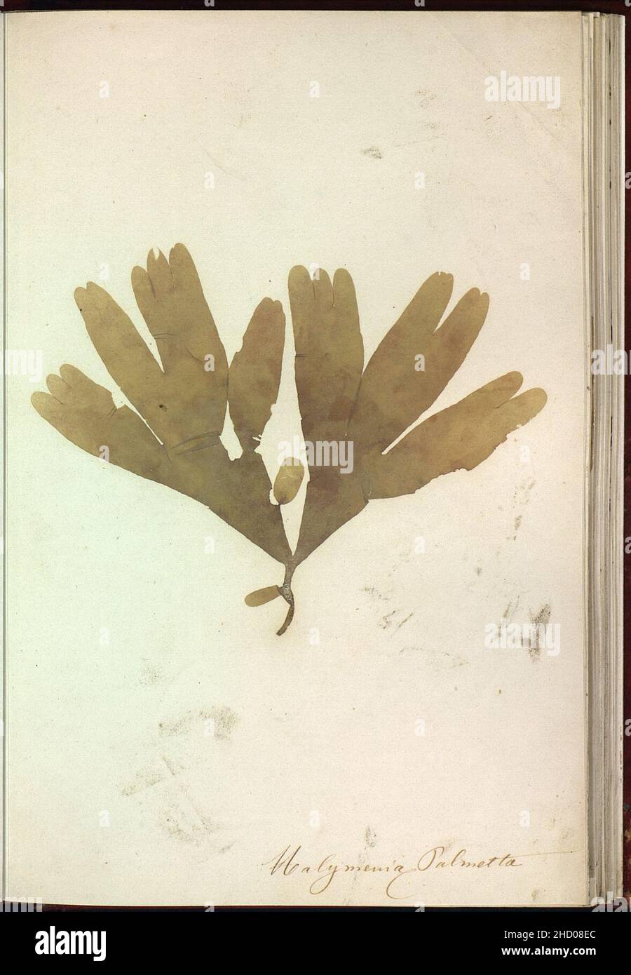 Rhodymenia pseudopalmata. Banque D'Images