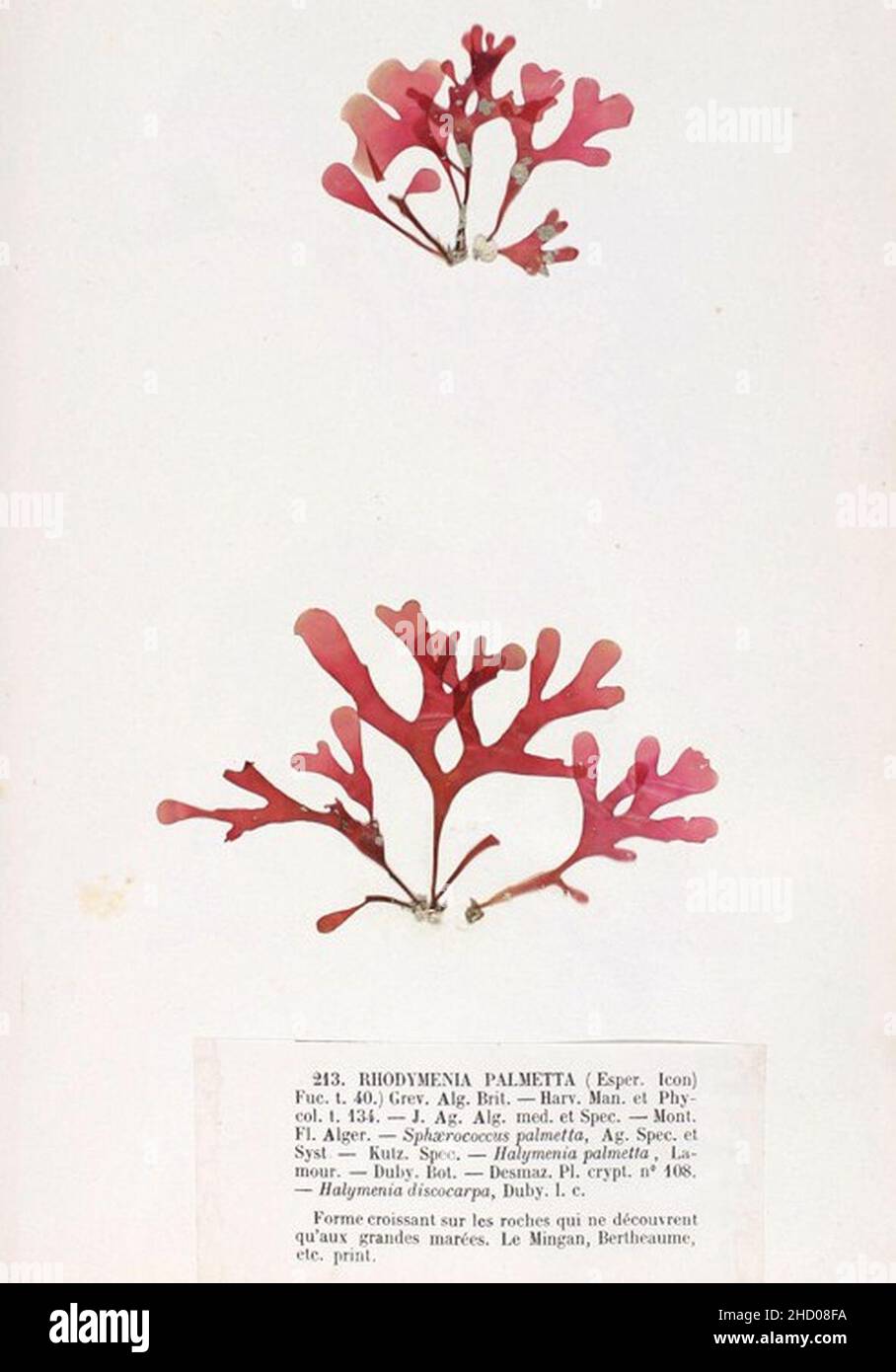 Rhodymenia pseudopalmata 1 Crouan. Banque D'Images