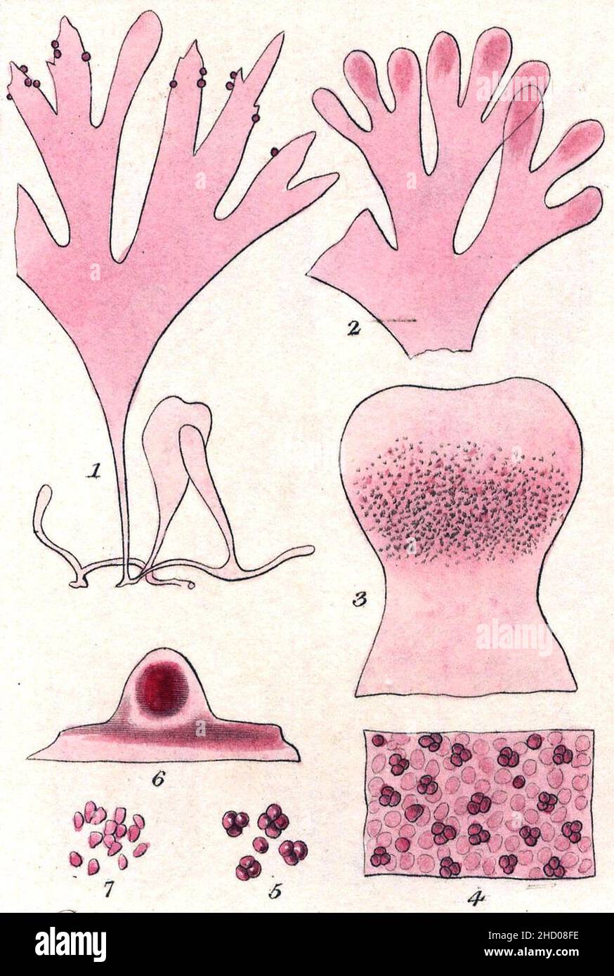 Rhodymenia pseudopalmata Miller. Banque D'Images