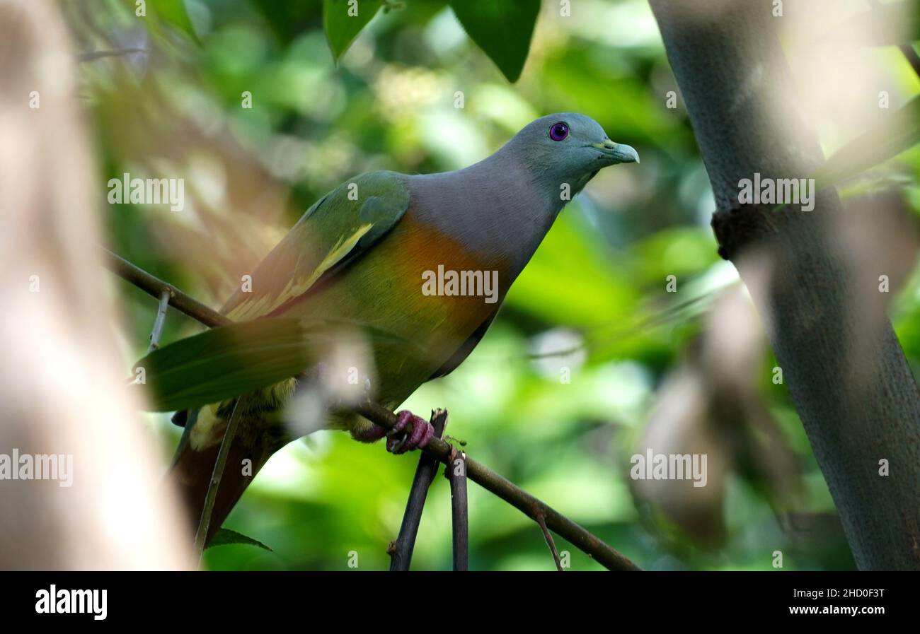 Pigeon vert, le pigeon vert à col rose (Treron vernans) sur l'arbre.Oiseaux asiatiques.Oiseaux d'Indonésie.Arc-en-ciel. Banque D'Images