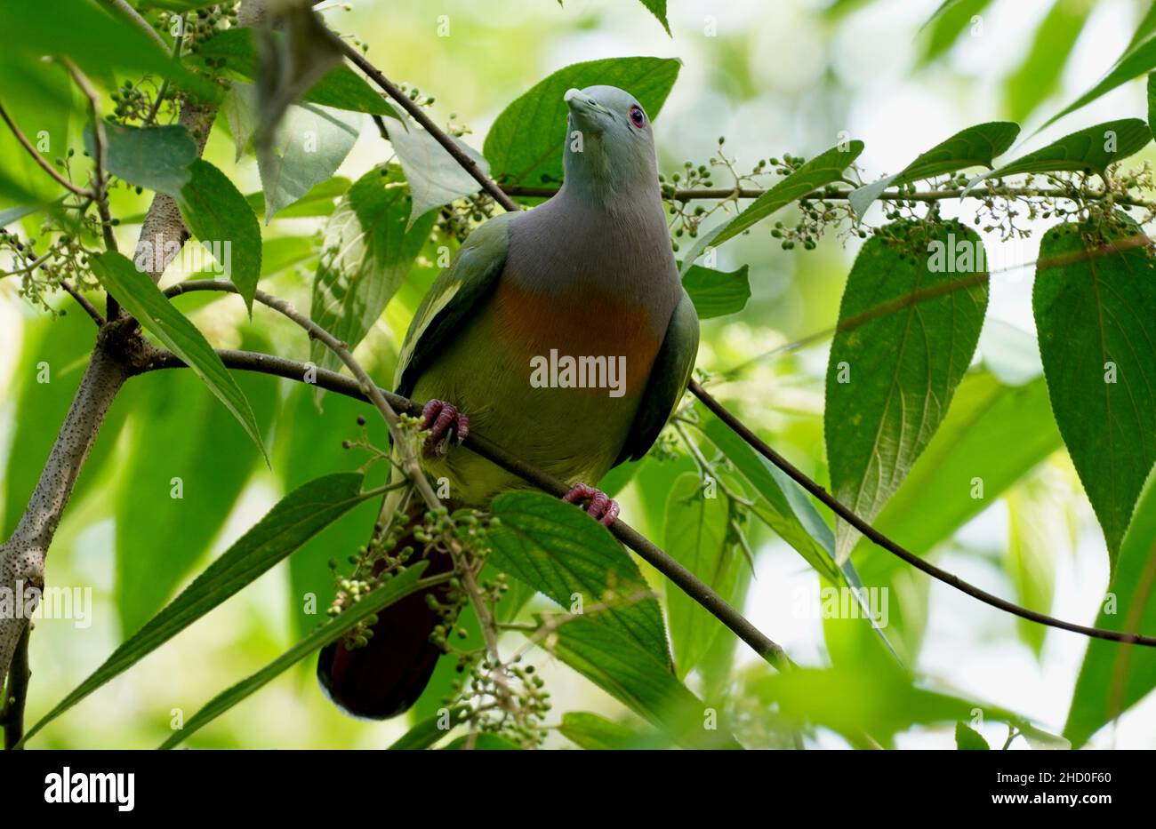 Pigeon vert, le pigeon vert à col rose (Treron vernans) sur l'arbre.Oiseaux asiatiques.Oiseaux d'Indonésie.Arc-en-ciel. Banque D'Images