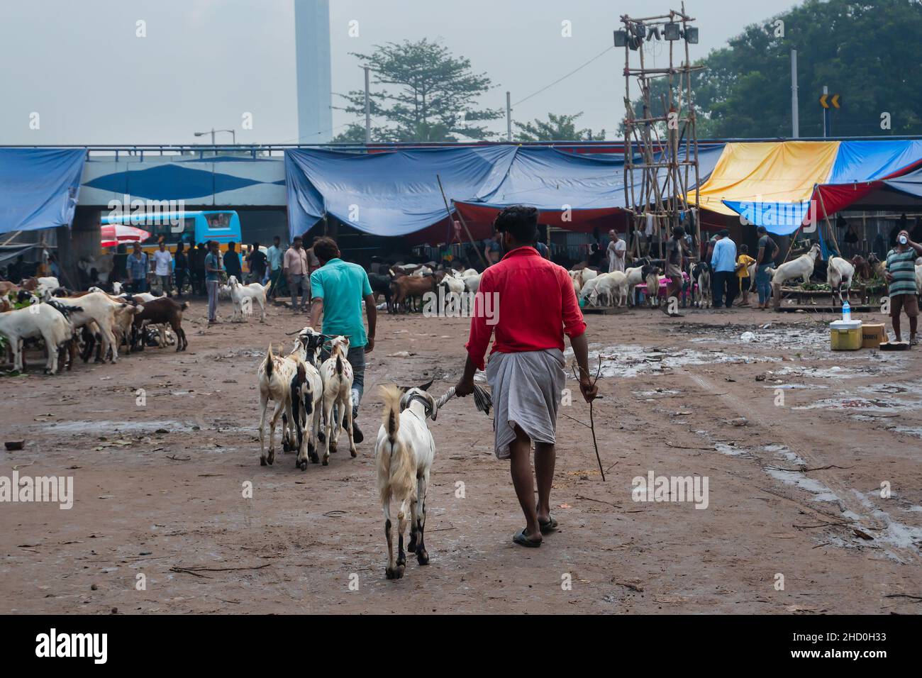 Kolkata, Bengale-Occidental, Inde - 11th août 2019 : les chèvres sont vendues sur le marché pendant 'Eid al-Adha' ou 'Fête du sacrifice' ou Eid Qurban. Banque D'Images