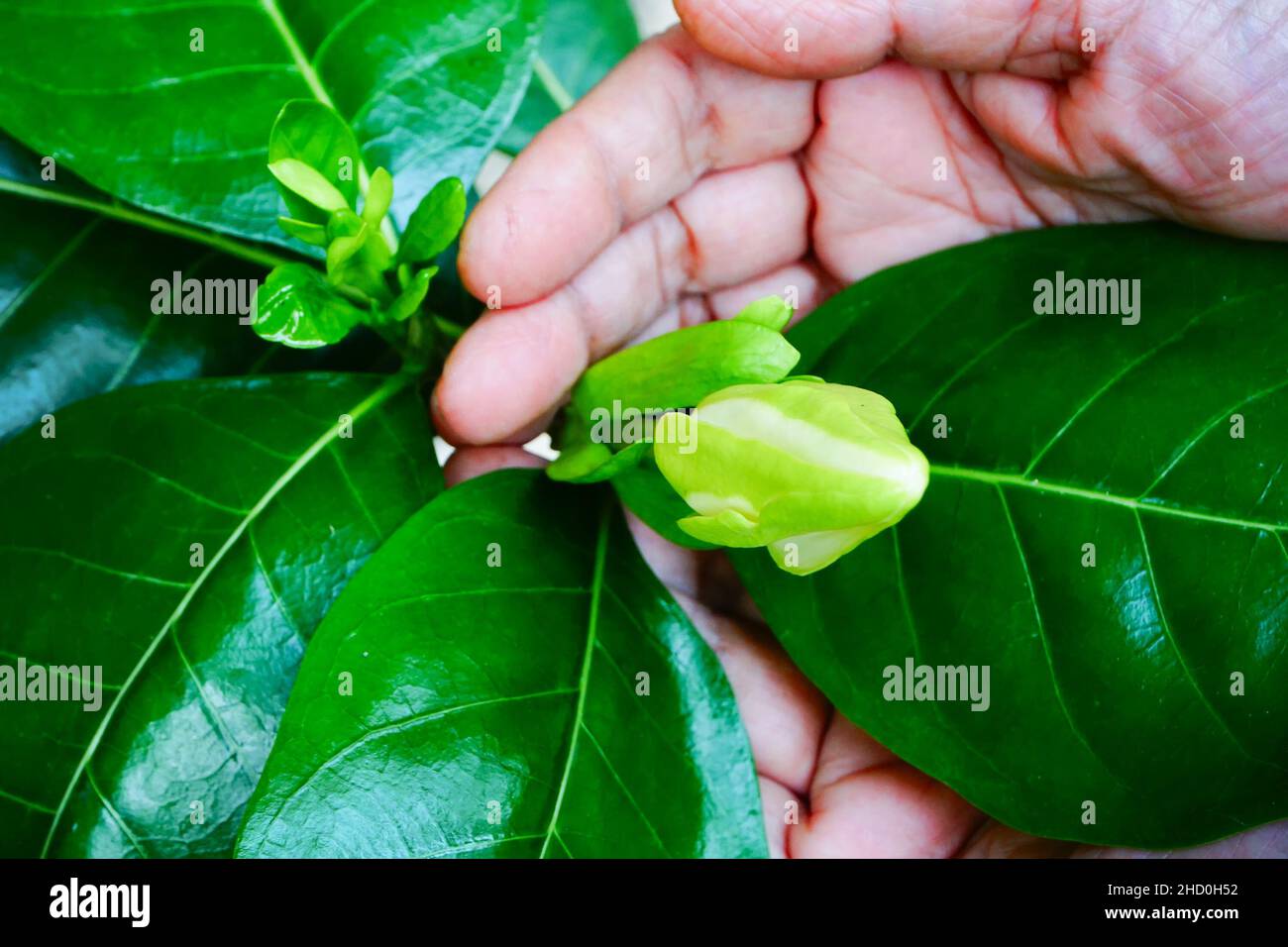 La fleur de Gandhoraj, Gardenia jasminoides, communément appelée gardenia, est une plante à fleurs. Vieille femme montrant le bourgeon de fleur dans son jardin. Banque D'Images