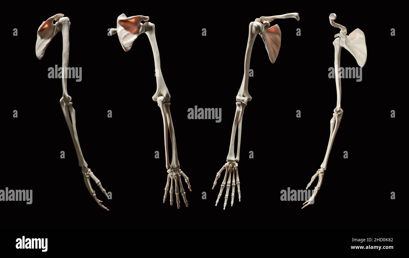 Anatomie du squelette 3D rendu des vues antérieures, postérieures, médiales et latérales des membres supérieurs complets sur fond noir Banque D'Images