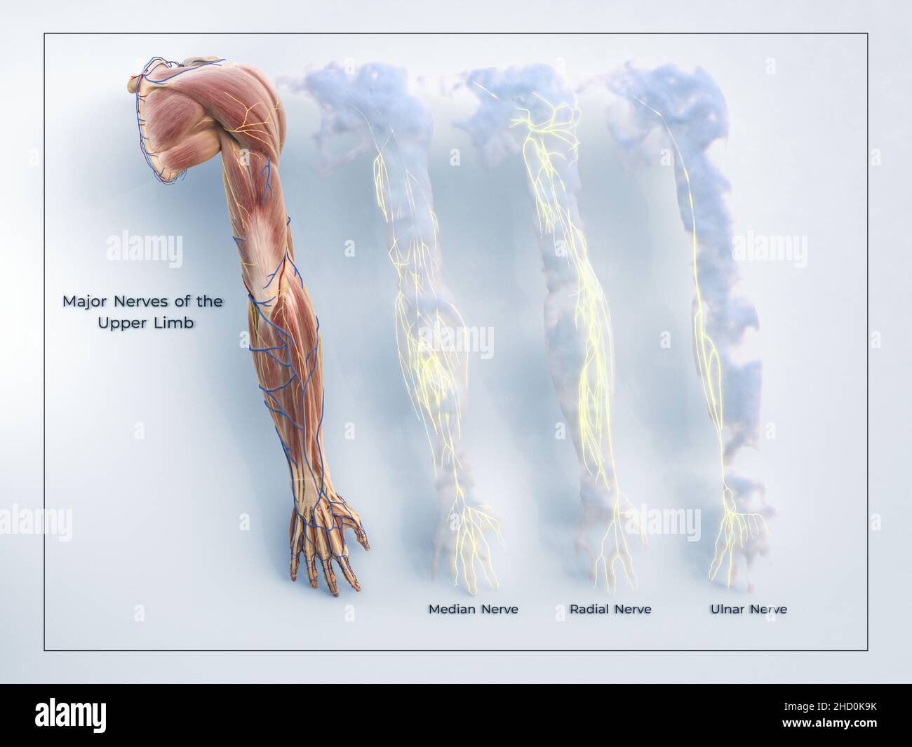 3D extrémité supérieure bras principal distribution des nerfs modèle et muscles sur fond blanc encadré avec des détails éclairants Banque D'Images