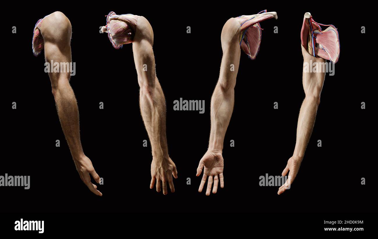 3D rendu de l'extrémité supérieure complète à partir de plusieurs angles, modèle ARM Banque D'Images
