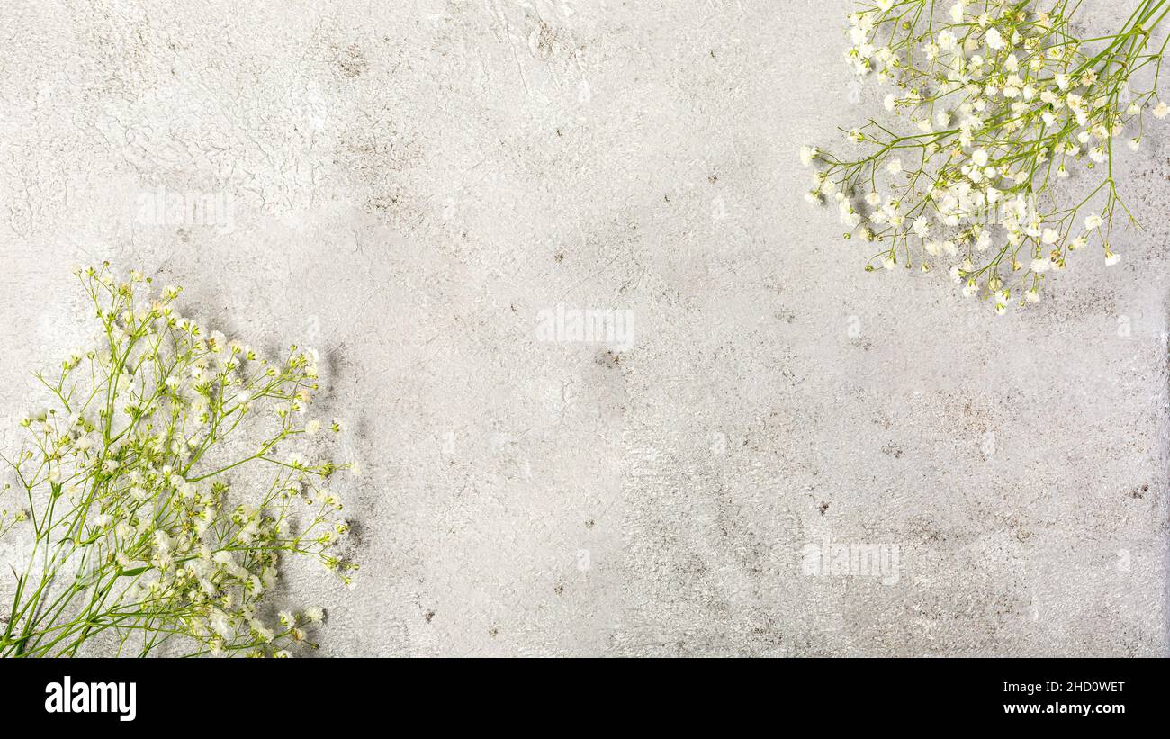 Fleur de Gypsophila sur le gris ultime.Concept d'amour et d'élégance avec espace copie. Banque D'Images