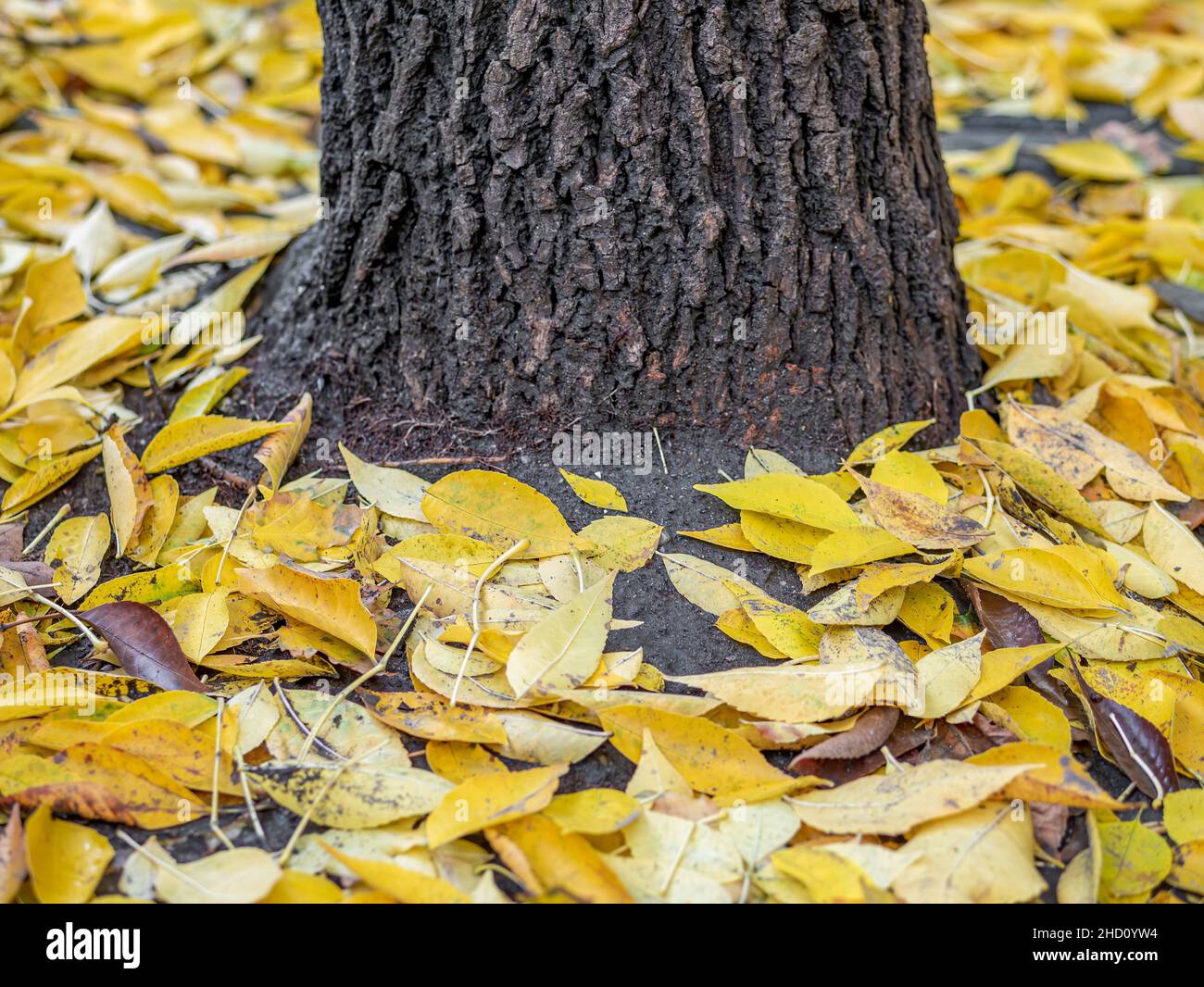 Feuilles jaunes sur le sol entourant un arbre.Paysage d'automne. Banque D'Images