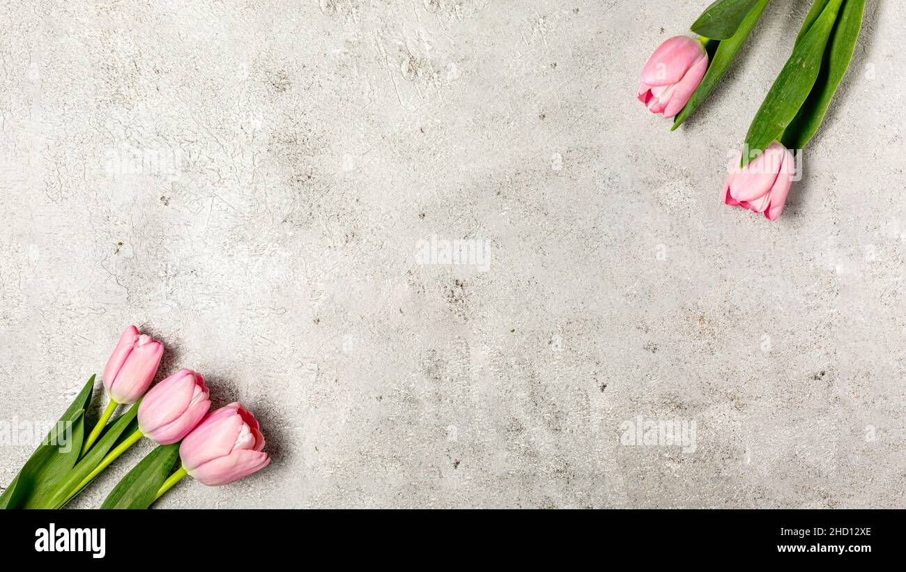 Fleurs de tulipe roses fraîches sur le mur gris ultime Banque D'Images