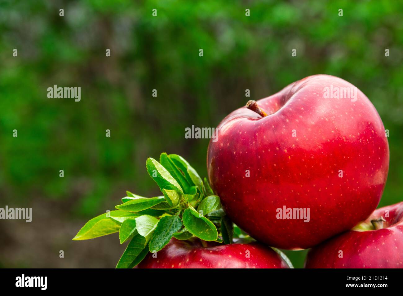 Pommes rouges fraîches et savoureuses dans le jardin, bonnes pour la nourriture végétalienne, la publicité, les vitamines pour le système immunitaire Banque D'Images