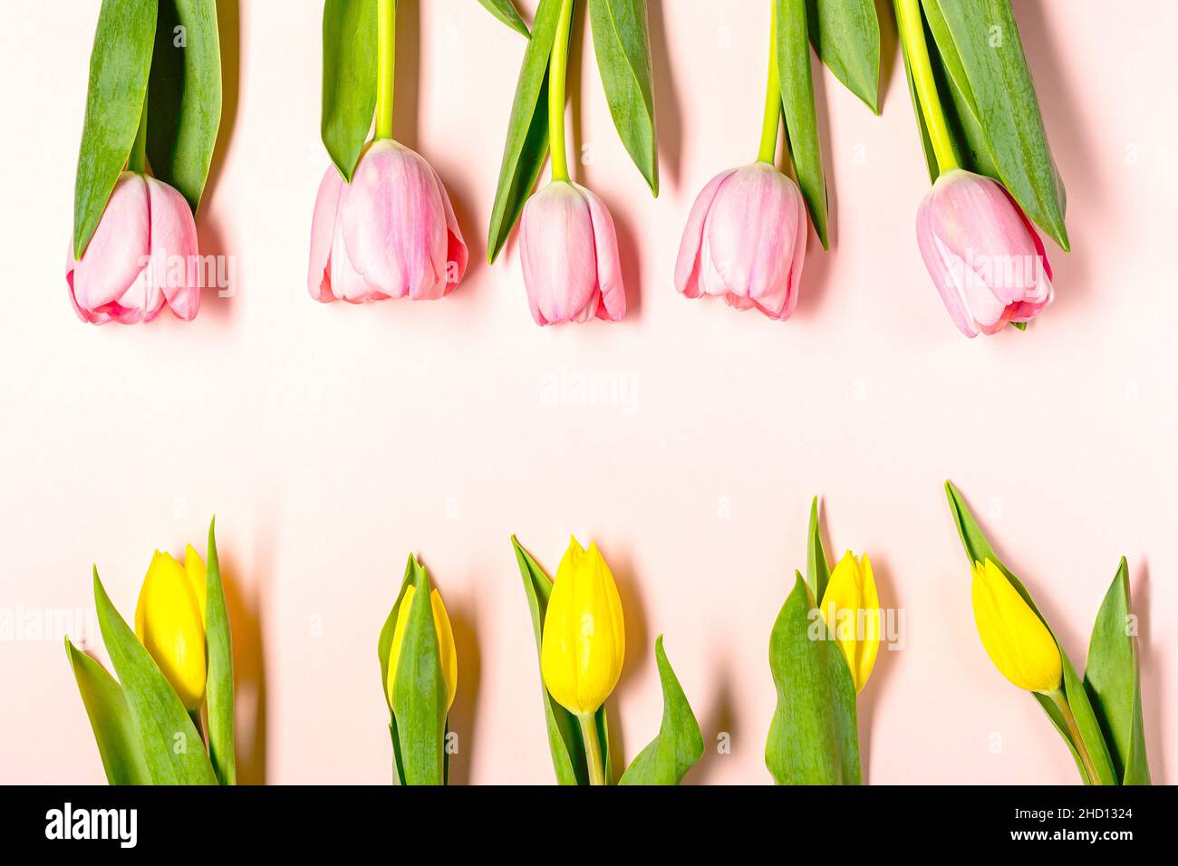 Fleurs de tulipe rose et jaune fraîches sur rose pastel Banque D'Images