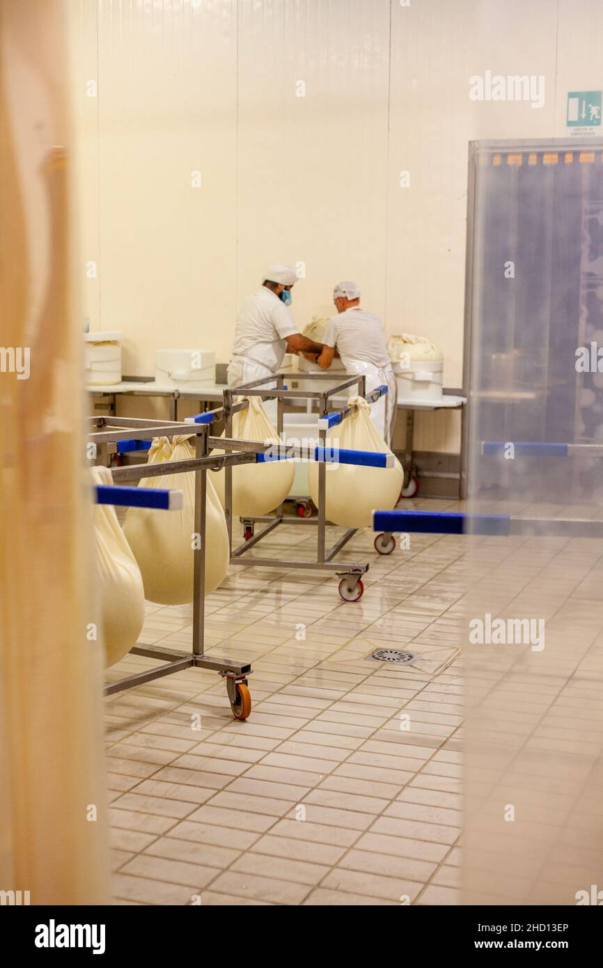 Ferme laitière de fabrication de fromage, Parme 2064 et ouvriers avec des uniformes blancs à Fidenza, Italie Banque D'Images