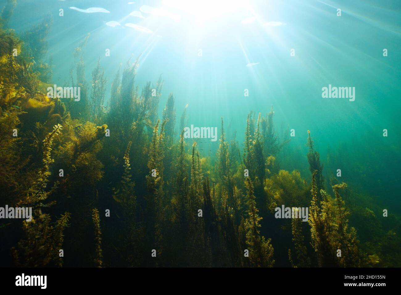 Paysage marin sous-marin lumière naturelle et algues dans l'océan, (principalement algue brune Sargassum muticum) Atlantique est, Espagne, Galice Banque D'Images