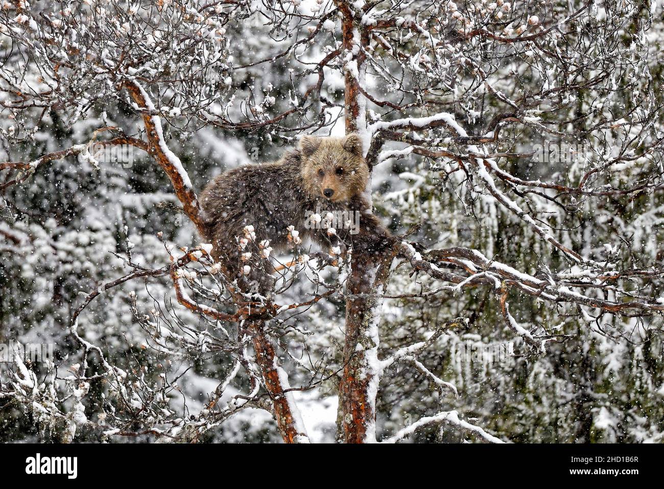 Un jeune ours grimpe sur le pin dans une tempête de neige Banque D'Images