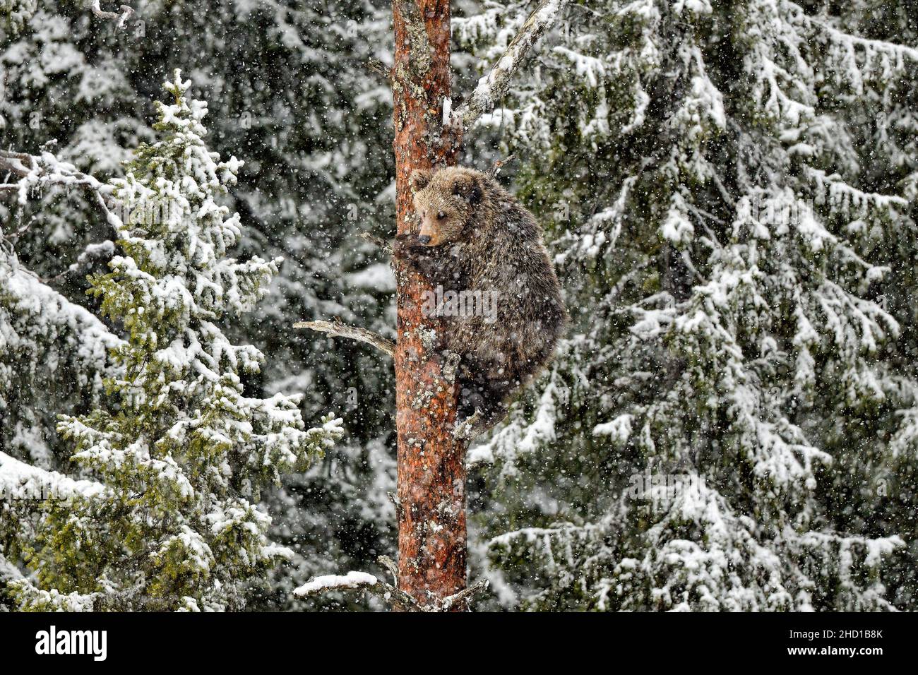 Un jeune ours grimpe sur le pin dans une tempête de neige Banque D'Images