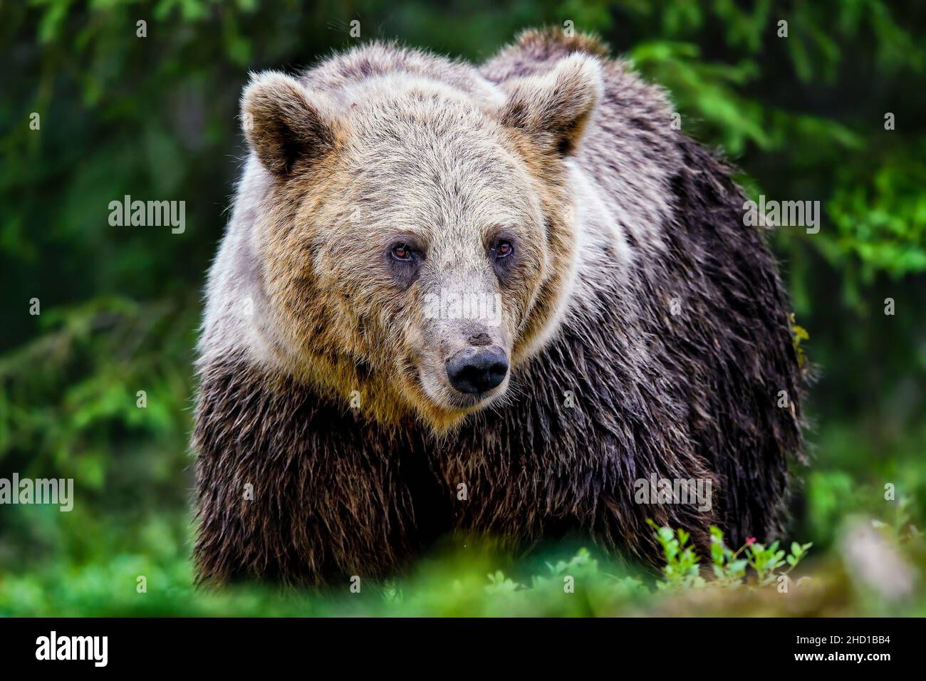 Ours mama à deux tons (humide) dans la forêt. Banque D'Images