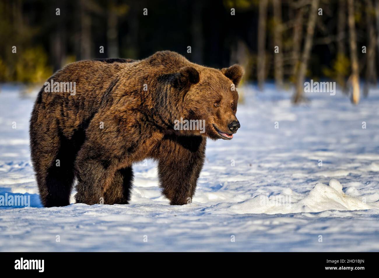 Grand ours brun dans la neige. Banque D'Images