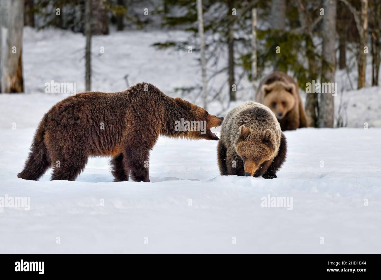Porter le hurleur à l'ours plus jeune Banque D'Images