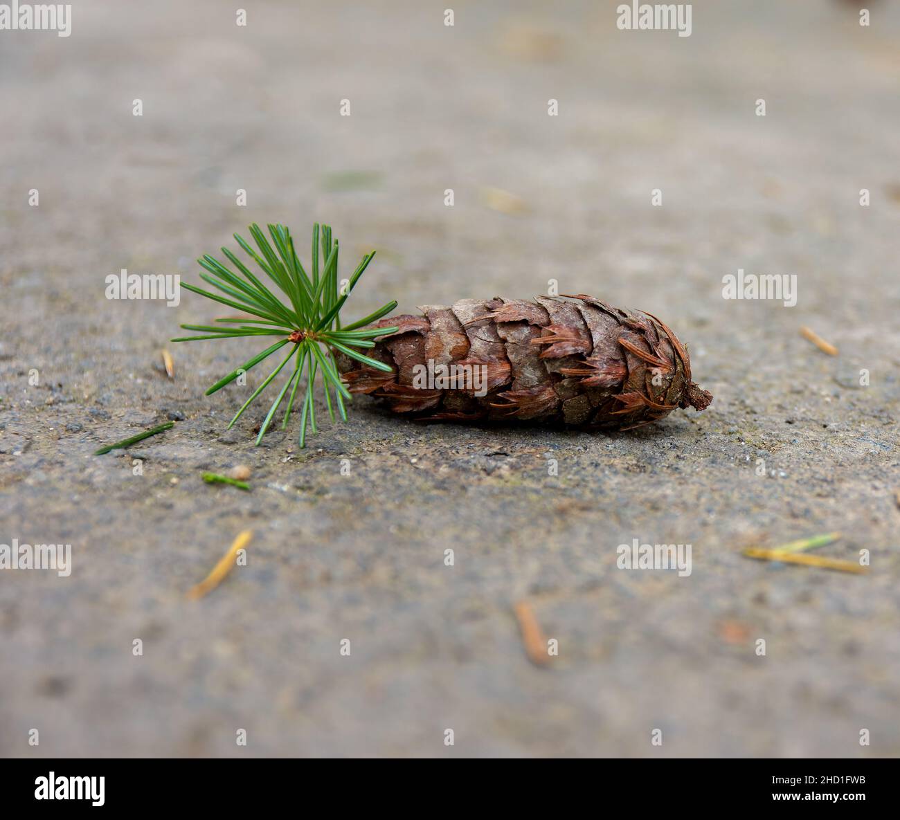 Gros plan d'un cône de conifère sur le sol sur un fond flou Banque D'Images
