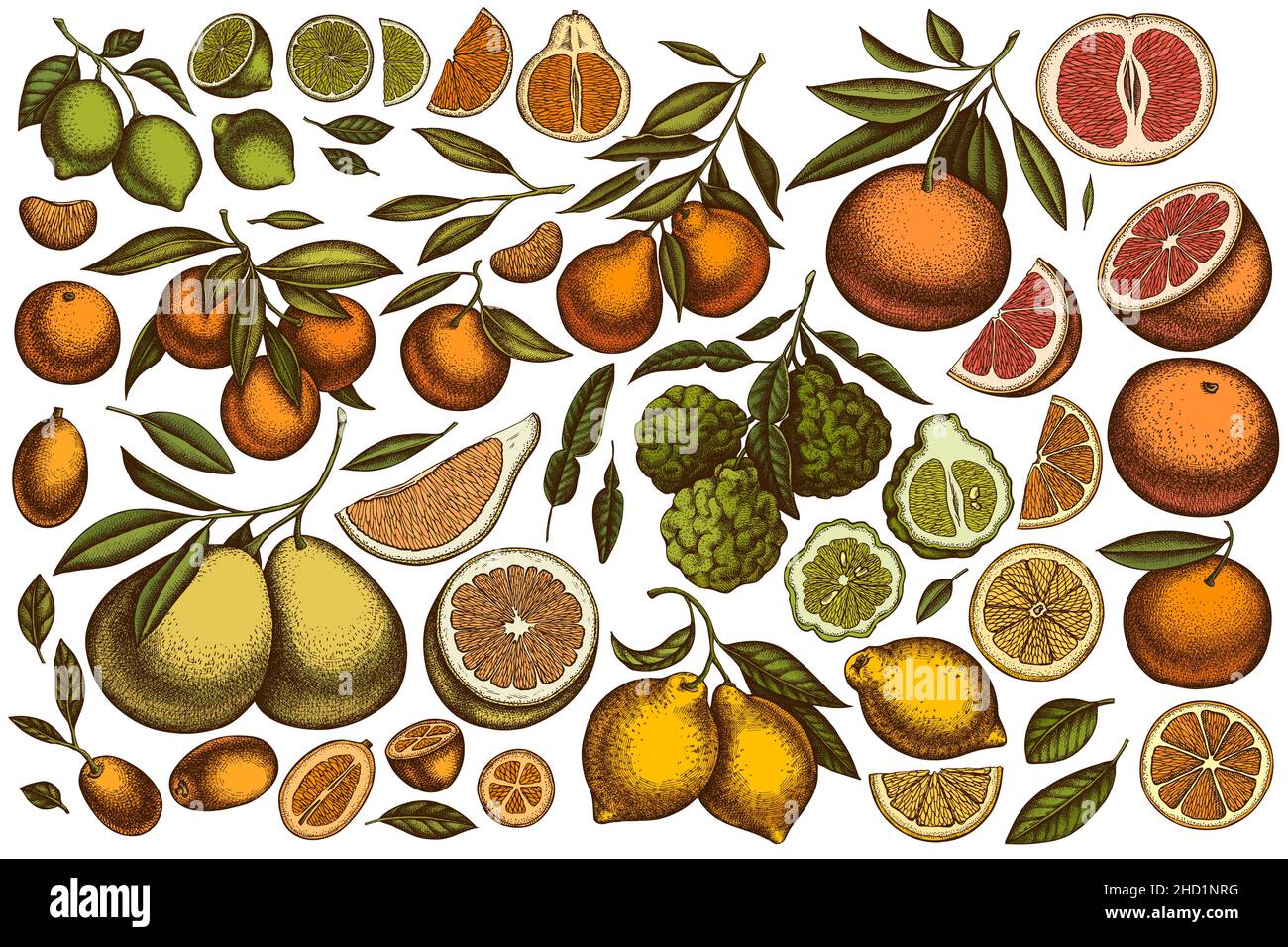 Arbre pamplemousse chinois Banque d'images détourées Alamy