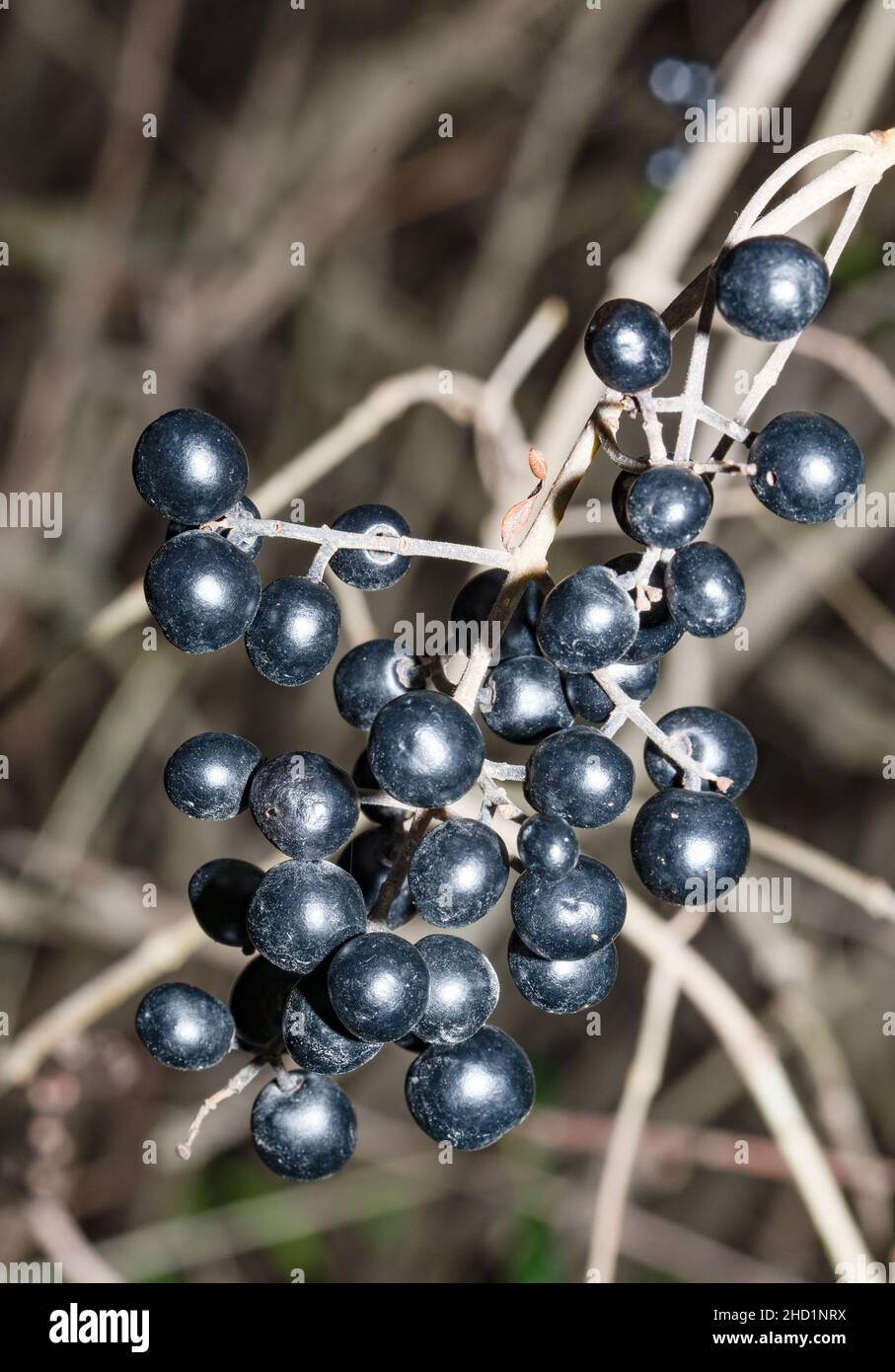 Fruits, baies de ligustrum noires et toxiques sur la branche en hiver Banque D'Images