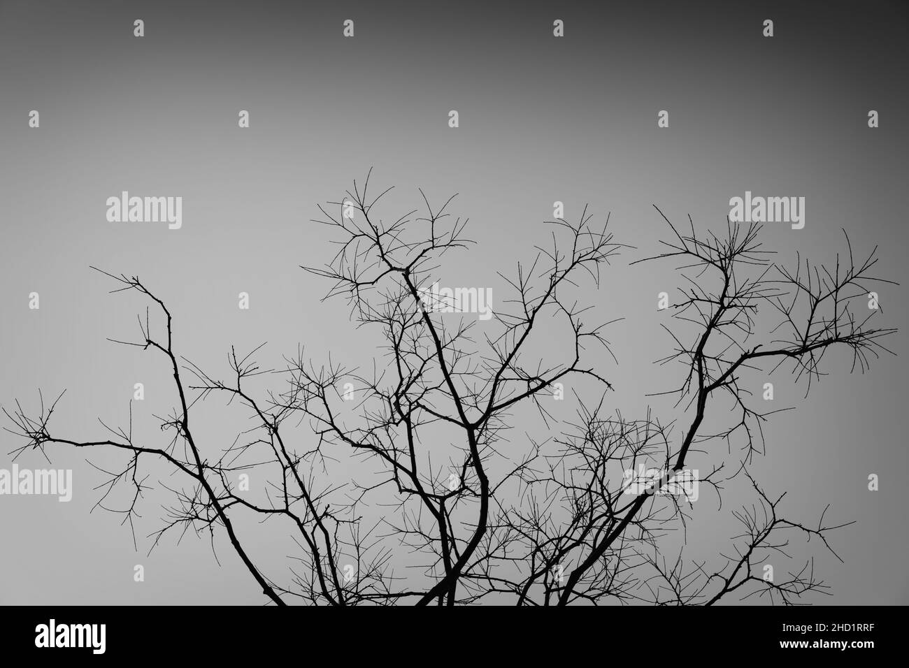 Photo sous angle d'un arbre avec un ciel dégagé en arrière-plan Banque D'Images