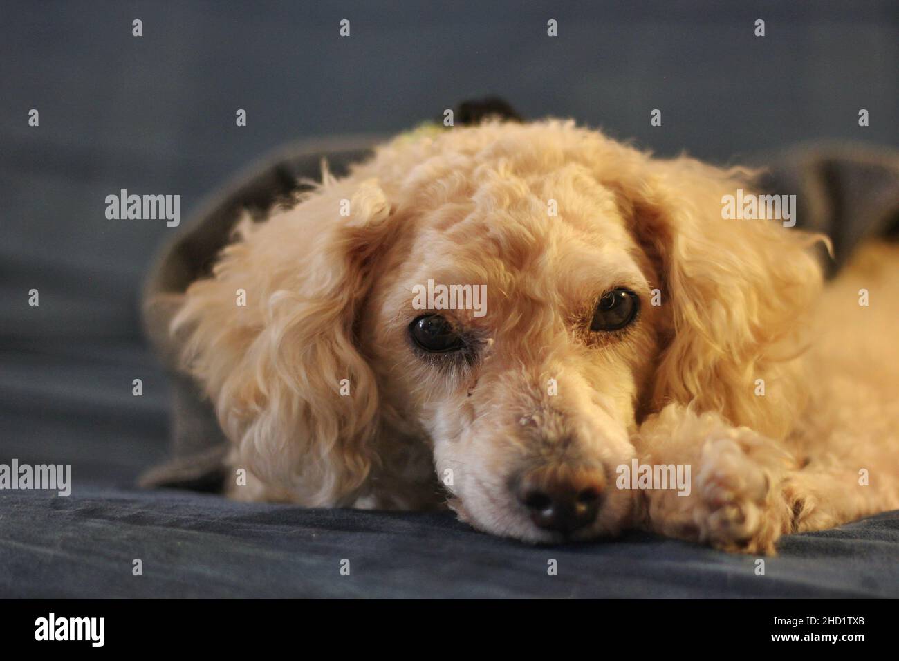 Portrait mignon d'un chien de maltipoo blanc. Banque D'Images