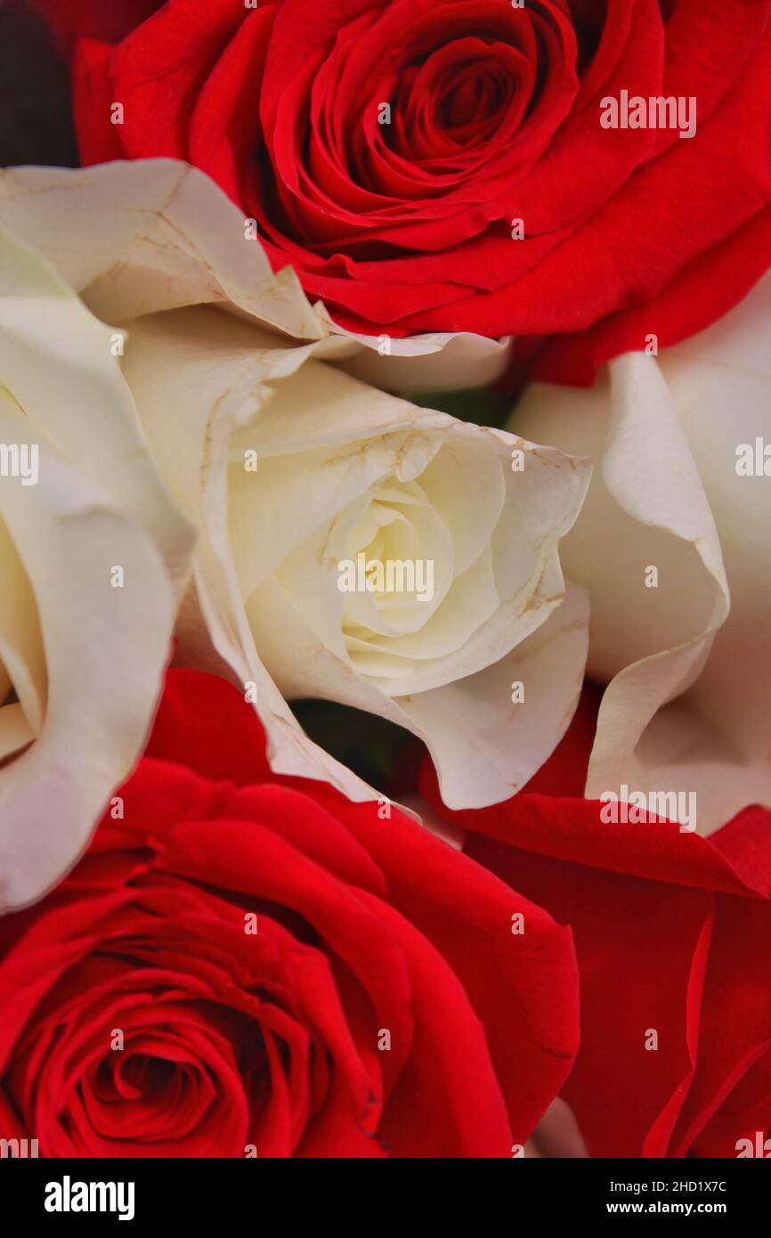 Beau bouquet de roses blanches gaies et de fleurs en pleine fleur comme  cadeau pour une personne spéciale Photo Stock - Alamy