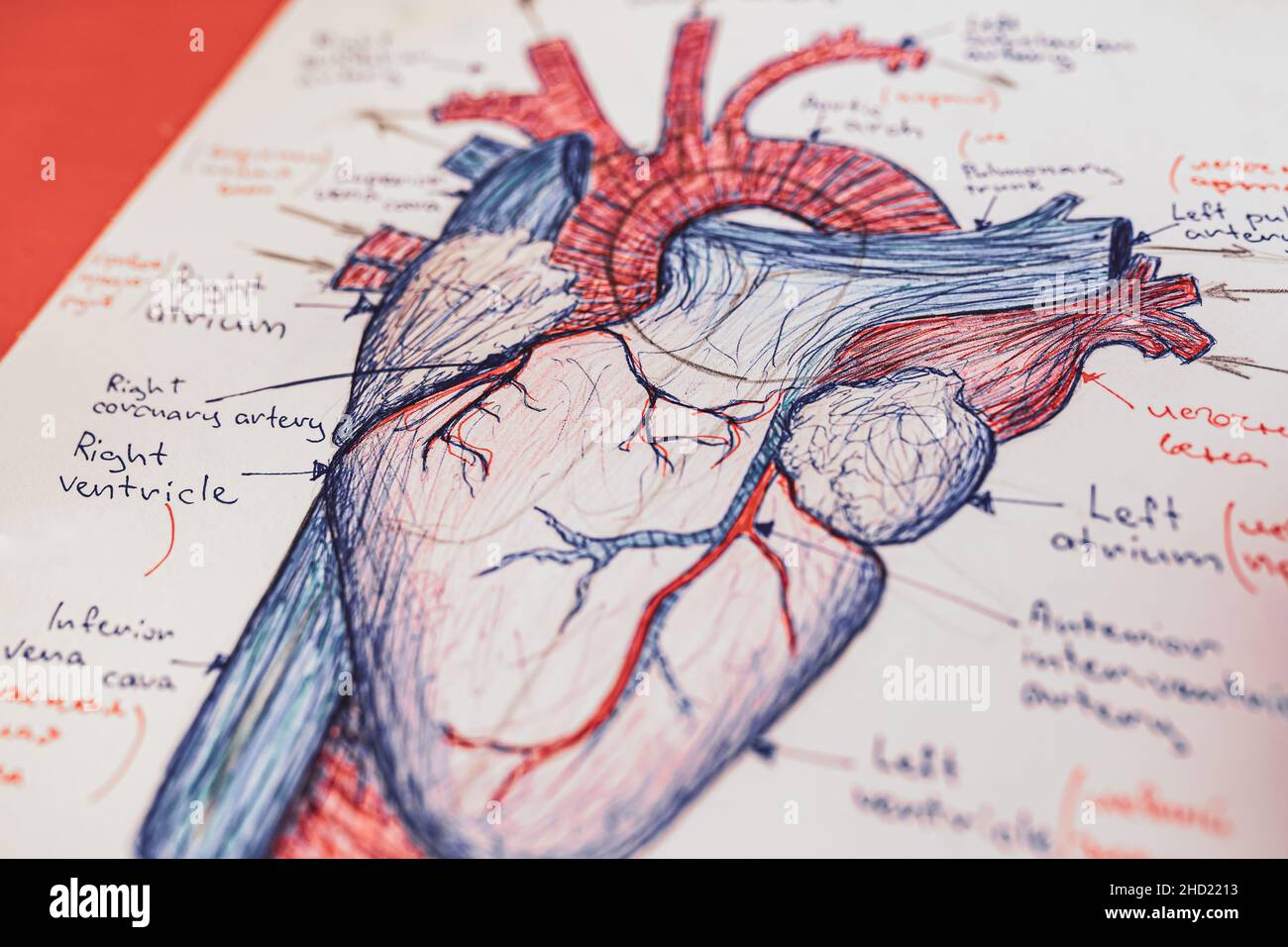 Dessin à l'encre de la structure de l'organe interne du coeur. Structure du système veineux du coeur de l'organe humain.Coeur humain dessiné à la main.Désignation des noms Banque D'Images