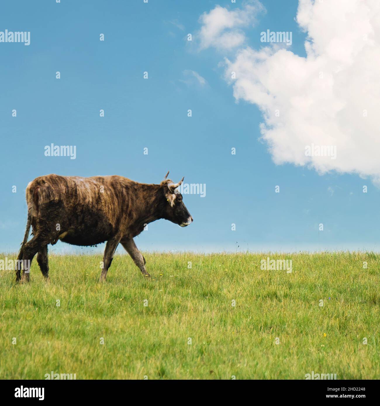 Vache sur une prairie d'herbe verte avec un ciel nuageux.CopySpace photo.Les bovins, les bovins de taurine, les bovins eurasiens ou les bovins européens sont de gros bovins domestiqués Banque D'Images