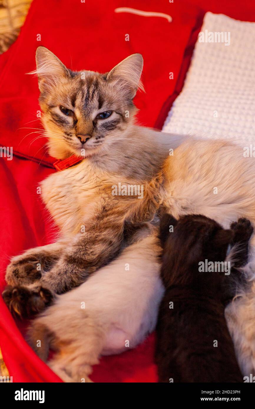 Le Chat A Donne Naissance A Des Chatons Mere Chat A Donne Naissance Dans Le Sable Nouveau Chat De Famille Ne A Carton Photo Stock Alamy