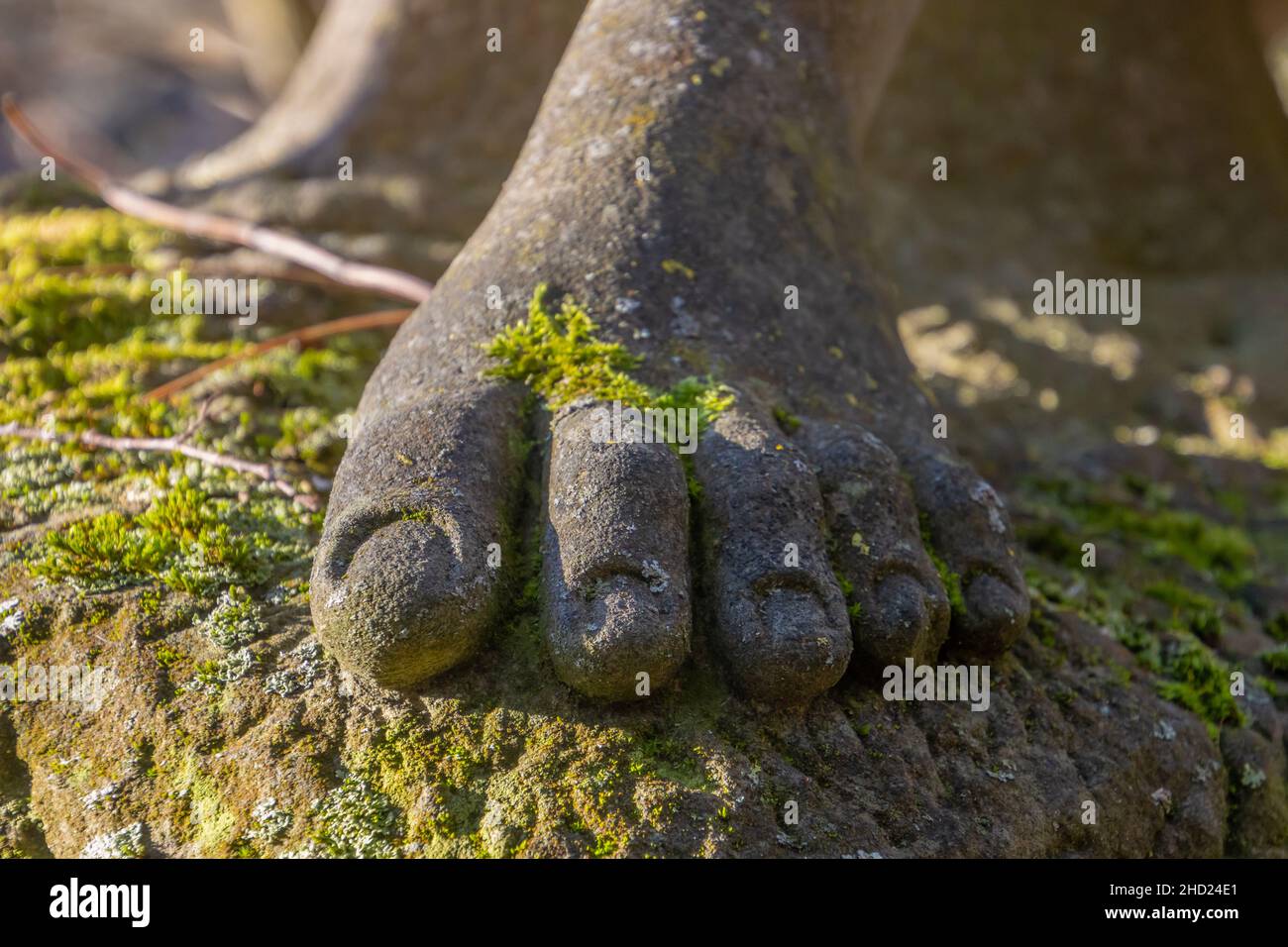 Vue de face d'un pied humain d'une statue en grès recouverte de mousse,  mise au point au premier plan Photo Stock - Alamy