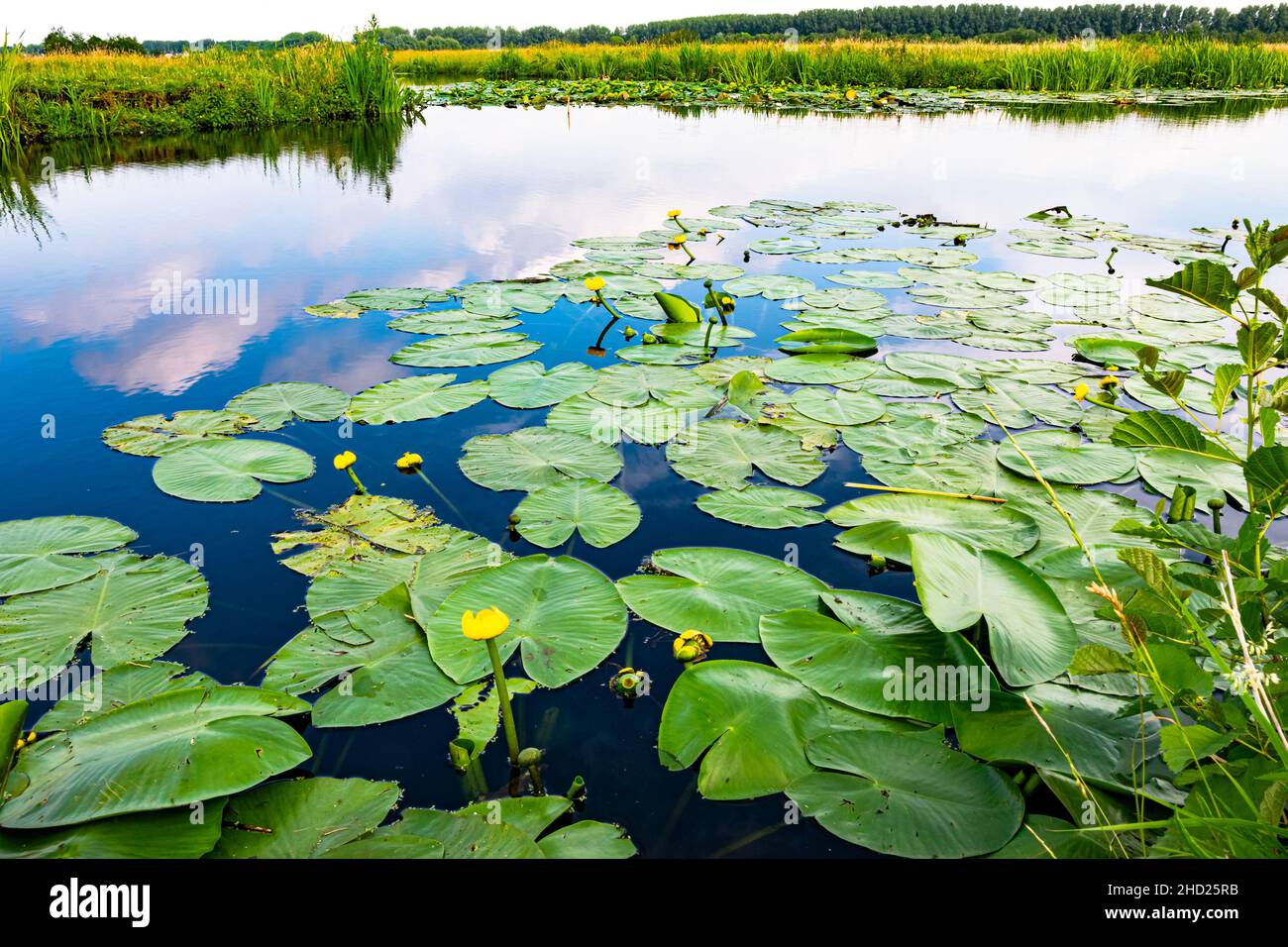 Nénuphars flottants dans l'un des nombreux fossés remplis d'eau dans le paysage hollandais de polder Banque D'Images