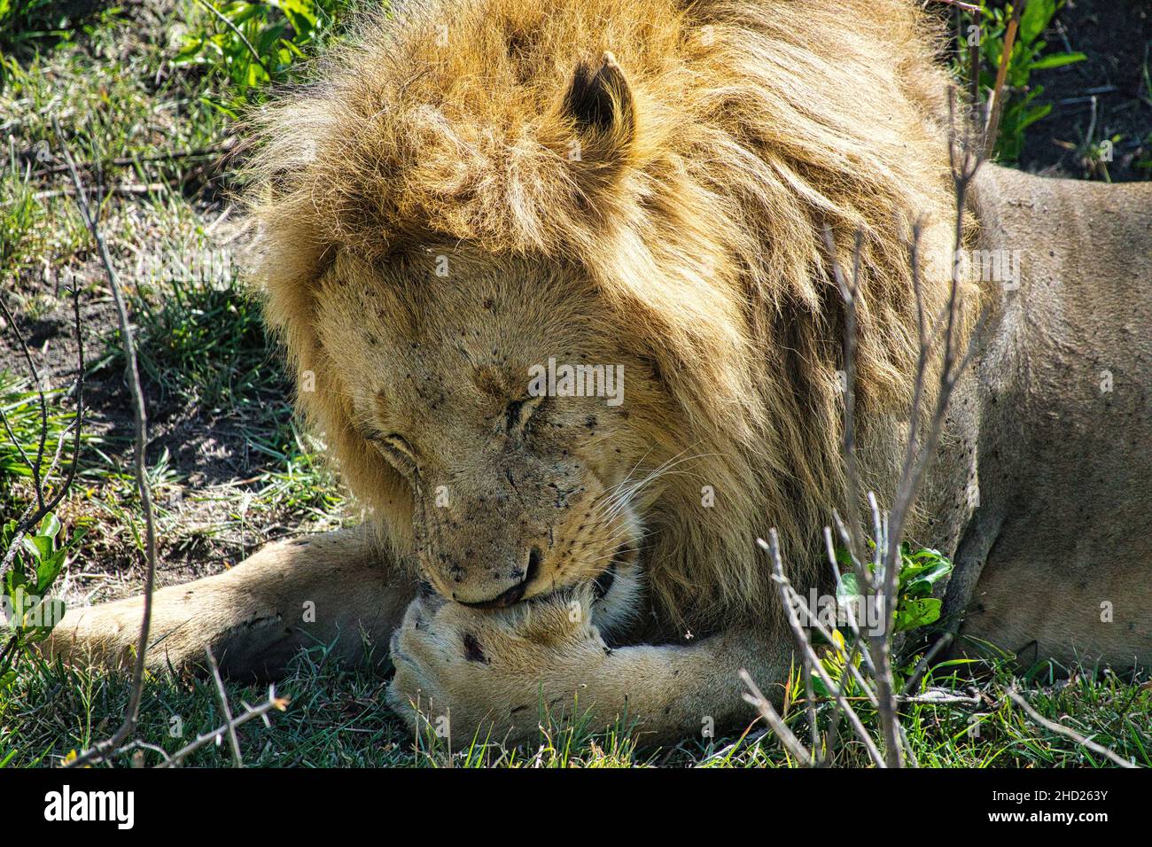 Löwen in der Savanne im Nationalpark Tsavo Ost und Tsavo West Banque D'Images