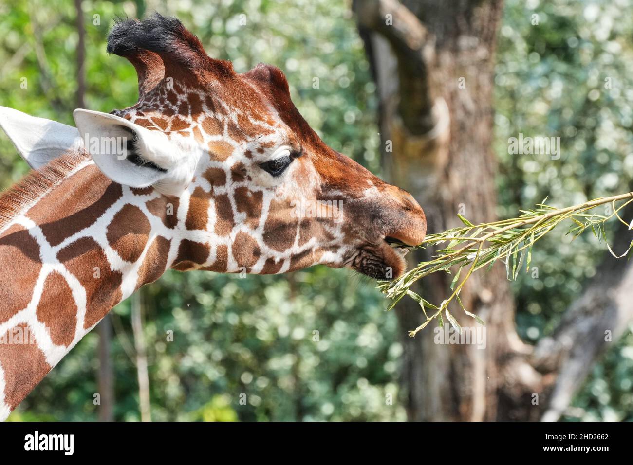 Gros plan d'une girafe mangeant de l'herbe dans un champ Banque D'Images
