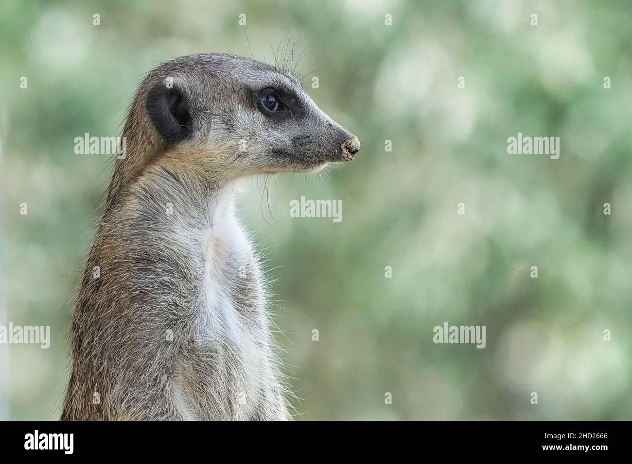 Gros plan d'un mignon meerkat sur un fond flou Banque D'Images