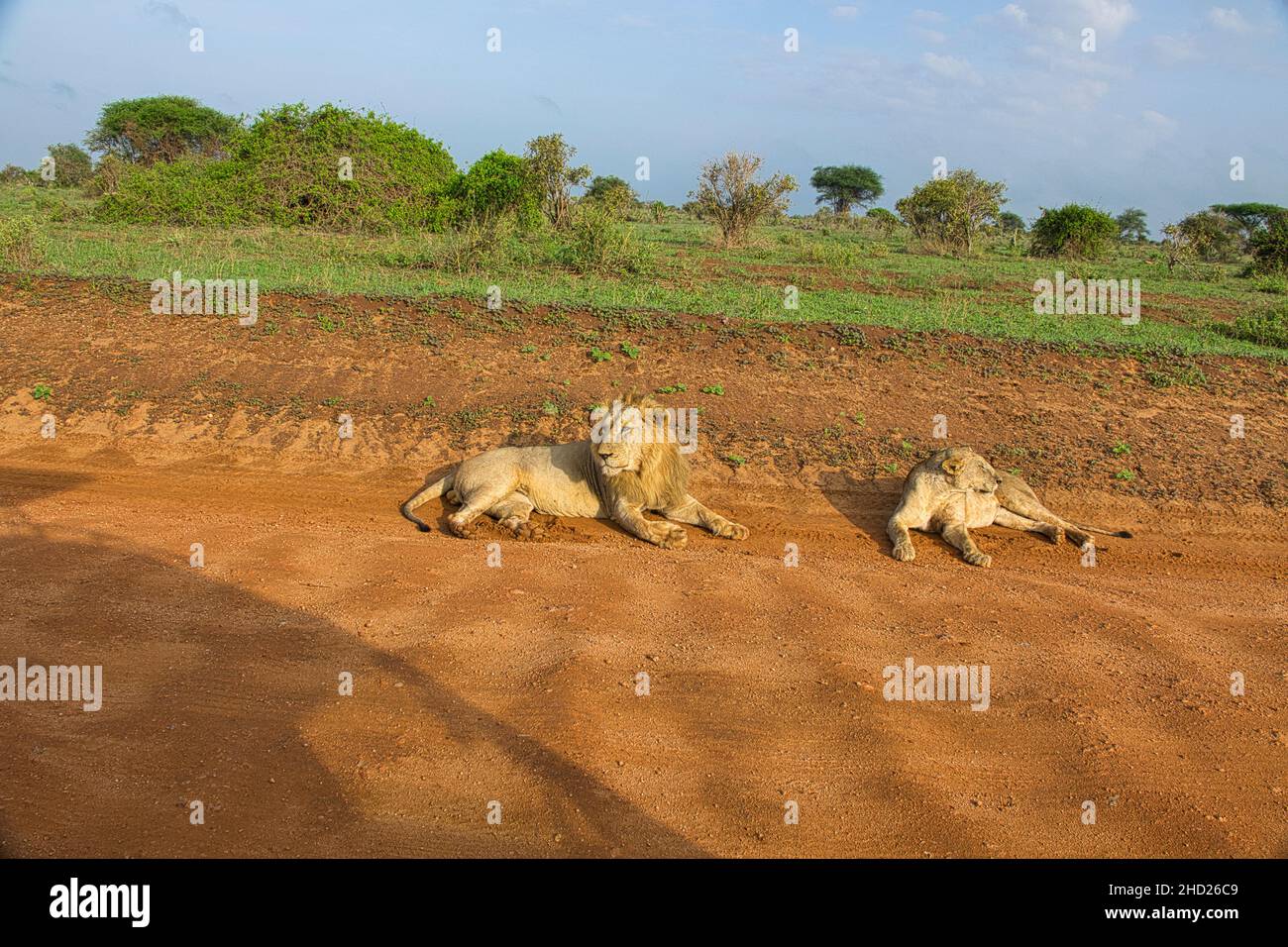 Löwen in der Savanne im Nationalpark Tsavo Ost und Tsavo West Banque D'Images