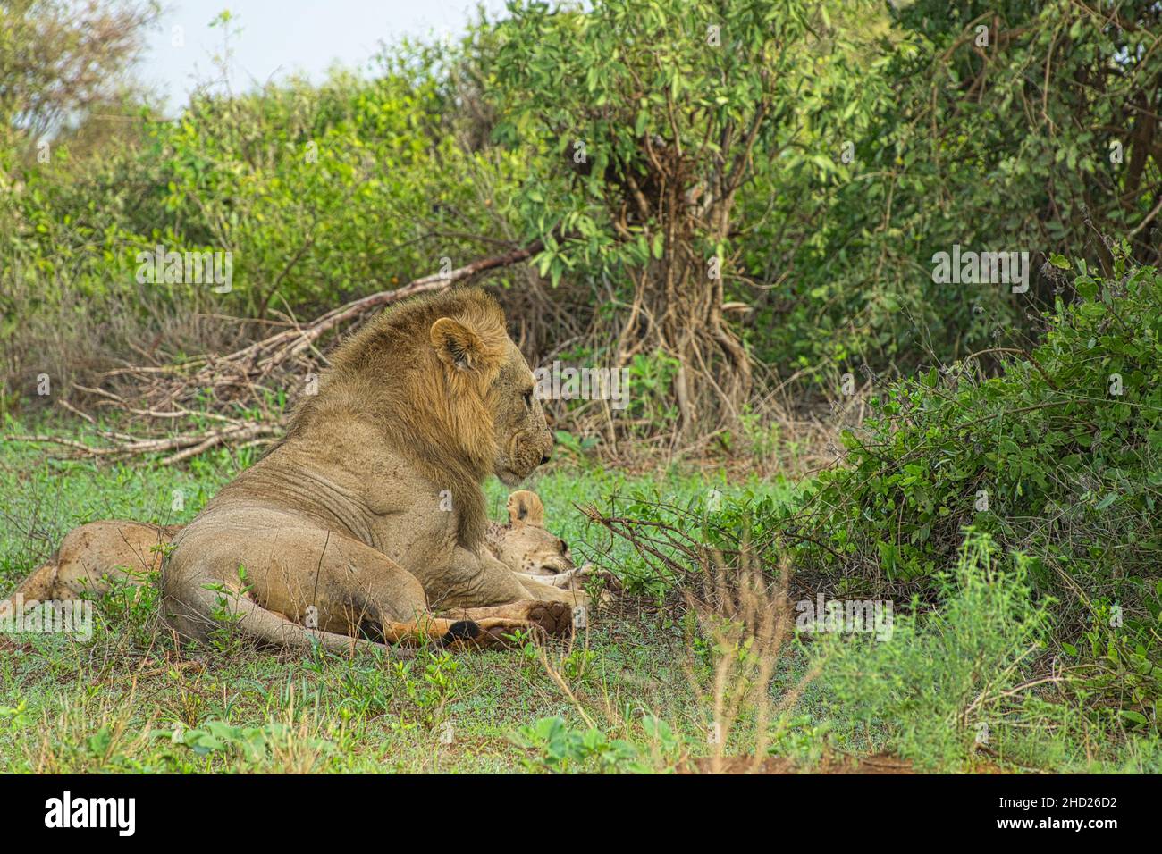 Löwen in der Savanne im Nationalpark Tsavo Ost und Tsavo West Banque D'Images