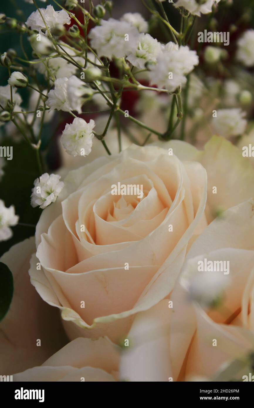 Belle rose blanche en pleine fleur comme un cadeau magnifique pour quelqu'un  de spécial Photo Stock - Alamy