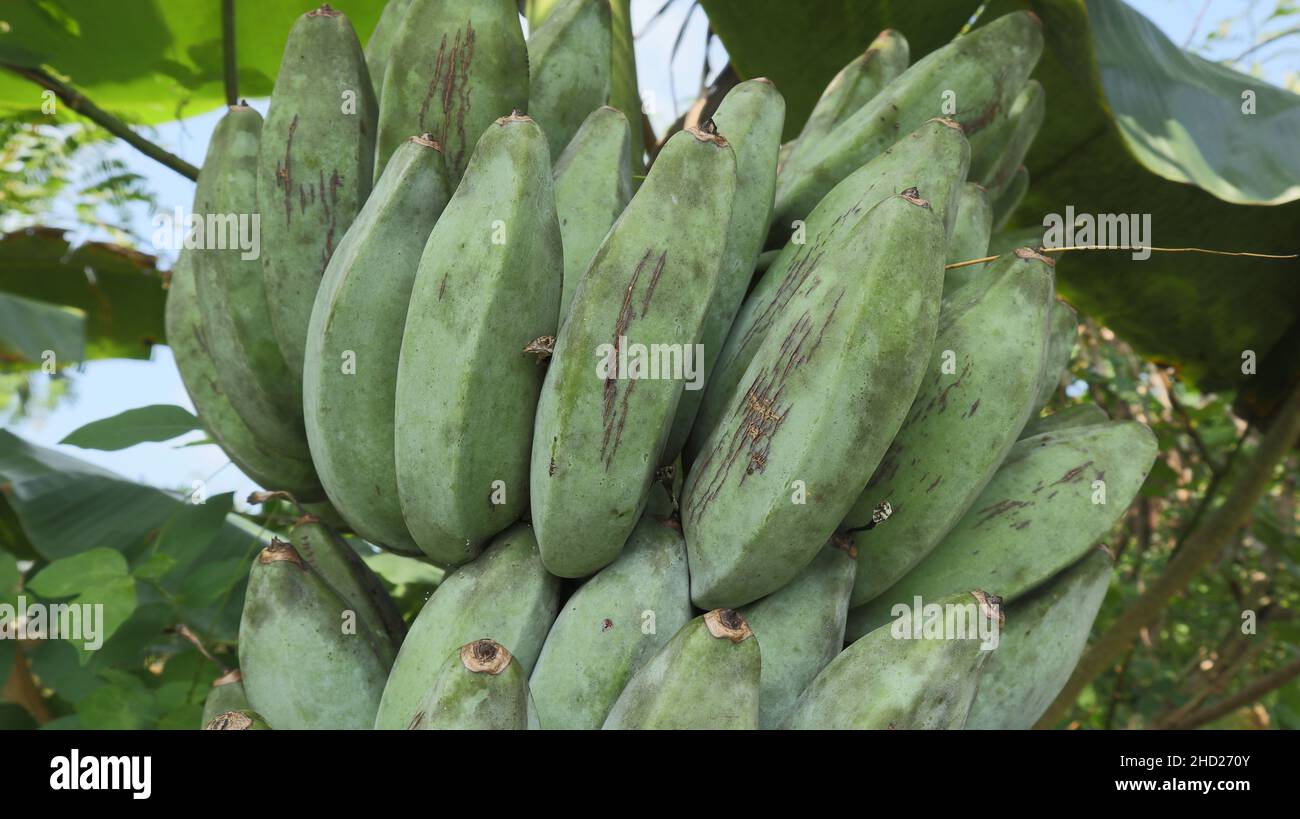 Gros plan extrême des fruits plantain de frêne sur un arbre plantain Banque D'Images
